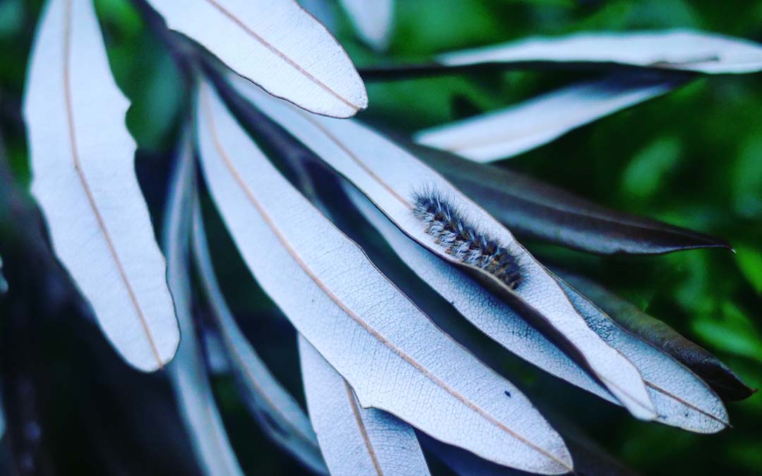 Caterpillar on eucalyptus leaves