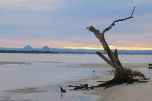 Dying tree in sand by the sea