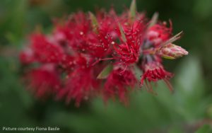 Red wattle on green background