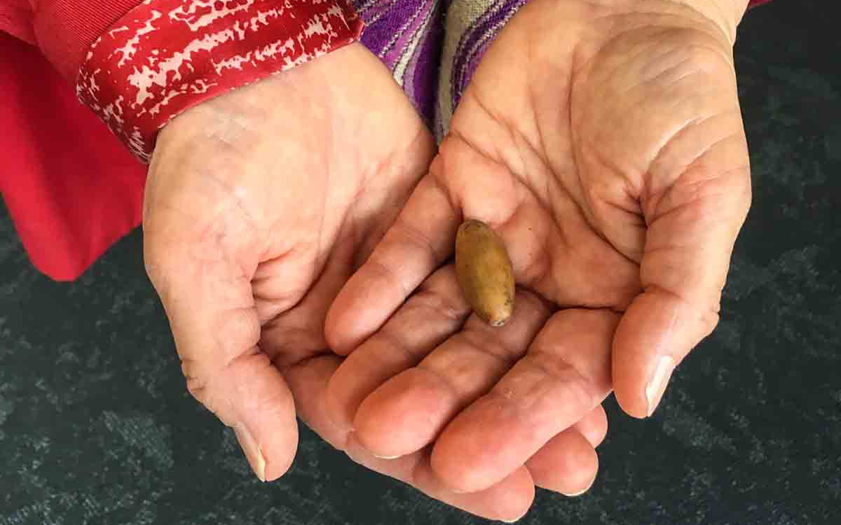 Acorn seed in palm of hands of elderly woman