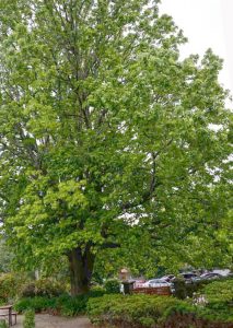 Large oak tree