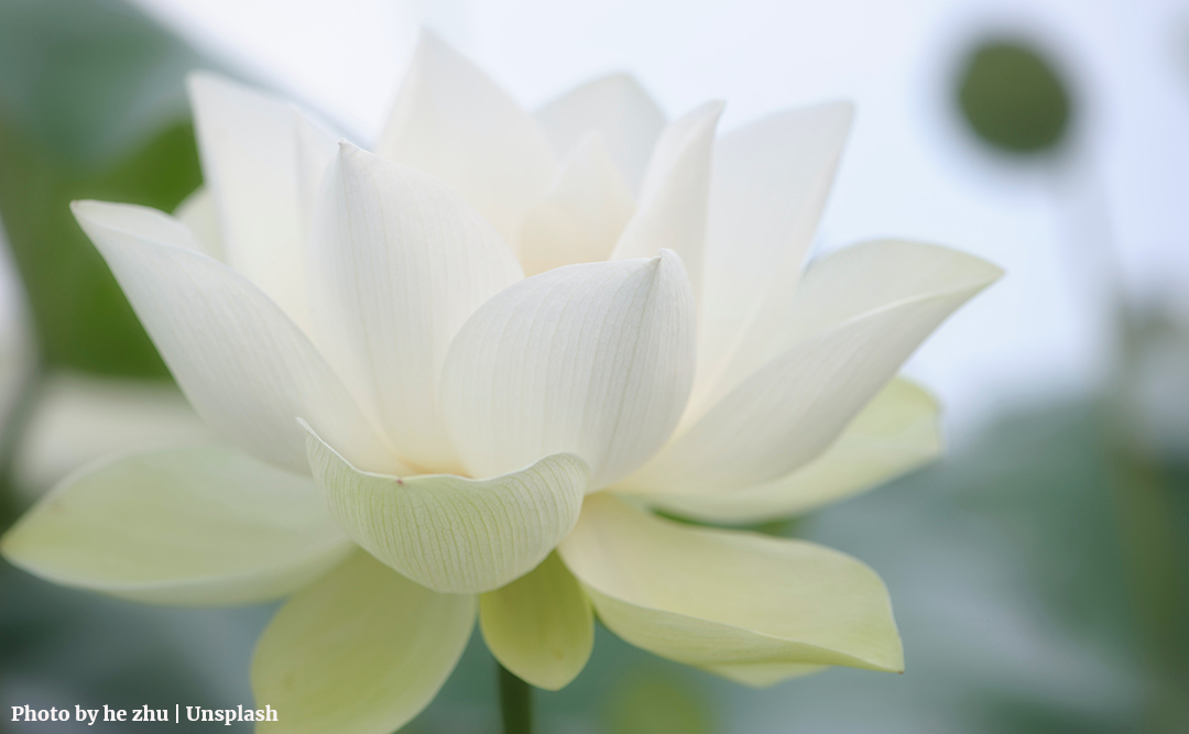 White flower petals