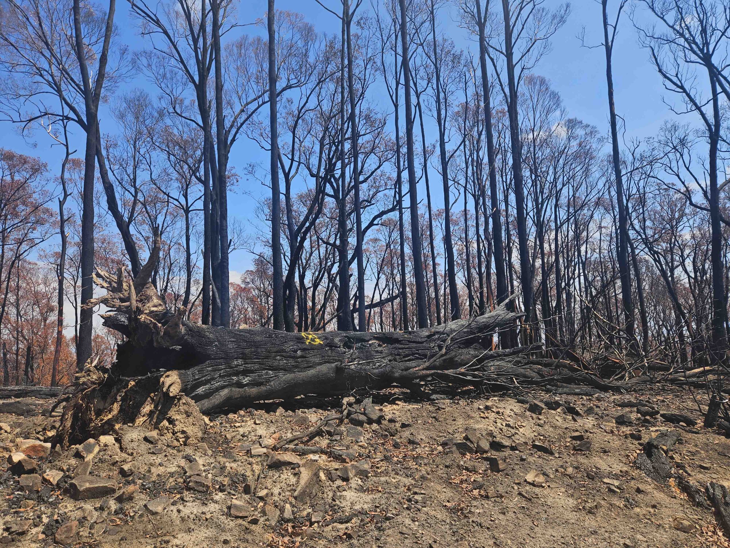 Burnt log amongst burnt trunks in country Victoria