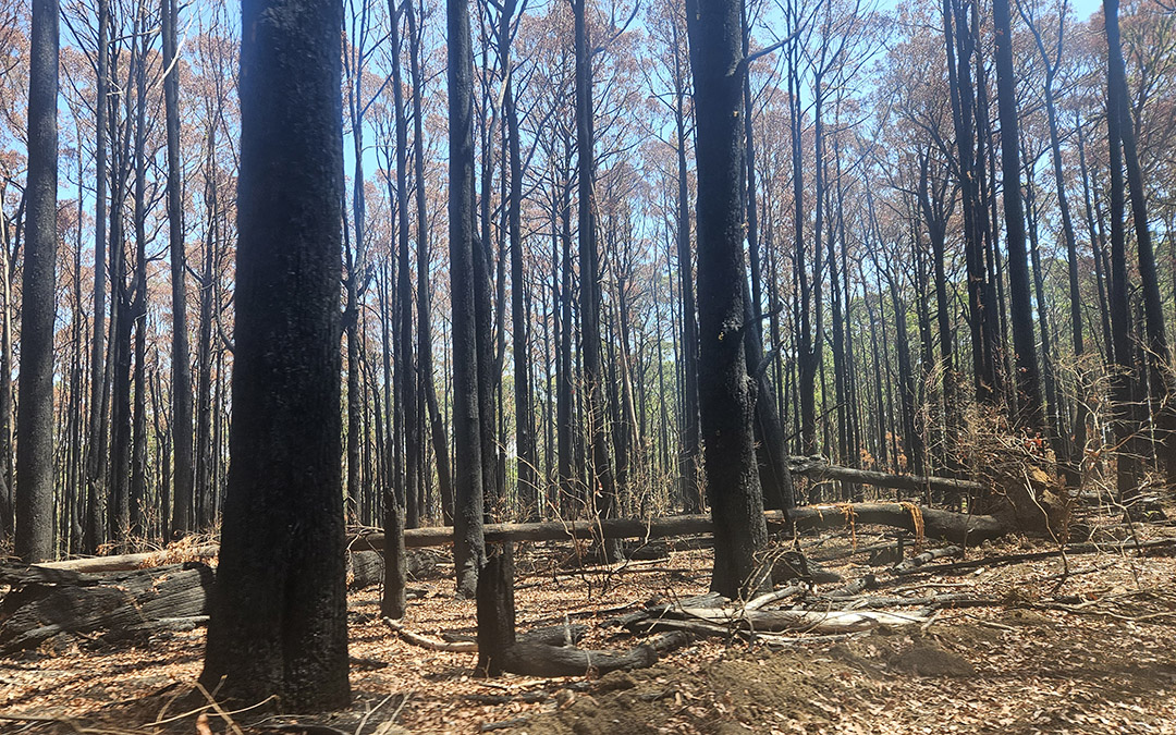 Burnt tree trunks in country Victoria