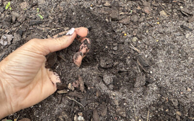 Composting: The slow work of wisdowm