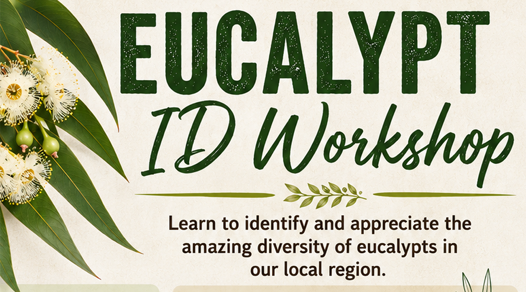 2026 Eucalypt ID workshop_tile